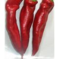 Kalocsai Merevszaru Chili Samen