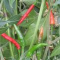 Goat Weed Chili Samen