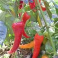 Antalya Dan Chili Samen