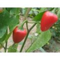 Barbados Pepper Chili Samen