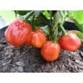 Bolivian Red Chili Samen
