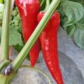 Florines Chili Samen
