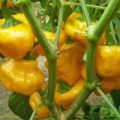 Foodorama Scotch Bonnet Chili Samen