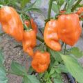 Habanero Manzano Chili Samen