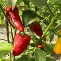 Leutschauer Paprika Chili Samen