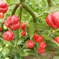 Macapa Red Chili Samen