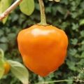 Orange Squash Pepper Chili Samen