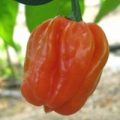 Oxkutzcabian Orange Chili Samen