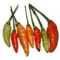 Mem Jolokia Chili Samen