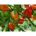 Yucatan Habanero Chili Samen