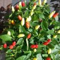 Prairie Fire Chili Samen