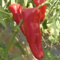 Dulce di Bergamo Chili Samen