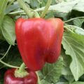 Morron de Conserva Chili Samen