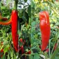Long Red Ringo Chili Samen