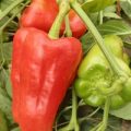 Lamuyo Chili Samen