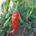 Sweet Long Red Chili Samen