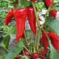 Melrose Chili Samen