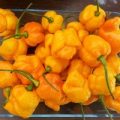 7 Pot Brainstrain Yellow Chili Samen