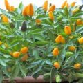 Feuerküsschen Yellow Chili Samen