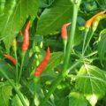 Thai Burapa Chili Samen