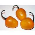 Rocoto Yellow Chili Samen