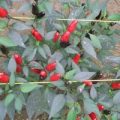 Arlecchino Chili Samen