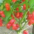 Habanero Malaysia Chili Samen