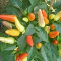 Red Missile Chili Samen