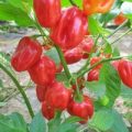 Habanero Sucatuba Chili Samen