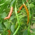 Thai Prik Sot Chili Samen