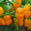 Habanero Tenziha Orange Chili Samen