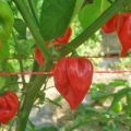 Habanero Francisca Red TM Chili Samen