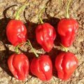 Habanero MauruSauru Chili Samen