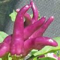 Naschzipfel Violett Chili Samen