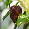 Trinidad Scorpion Moruga Blend Brown Chili Samen