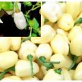 Habanero Limo Blanco Chili Samen