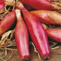 Zwiebel Scharlotte Long Red Florence Samen