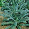 Grünkohl Nero di Toscana Samen