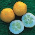 Gurke Crystal Lemon Samen