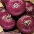Zwiebel Red Amposta Samen