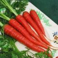 Karotte Atomic Red Samen