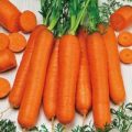 Karotte Berlicum Samen