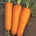 Karotte Chantenay Red Core Samen