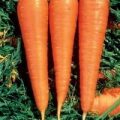 Karotte Danvers Samen