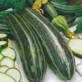 Zucchini Long Green Bush Samen
