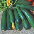 Zucchini Darkness Samen