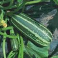 Zucchini Bush Baby Samen