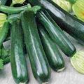 Zucchini Black Beauty Dark Fog Samen