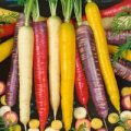 Karotte Rainbow Mix Samen