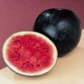 Wassermelone Sugar Baby Samen